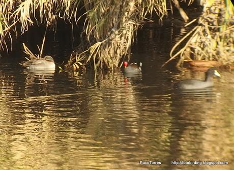 Desembocadura del río Besós