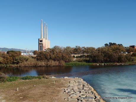 Desembocadura del río Besós