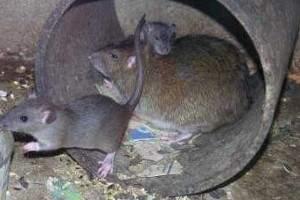 Información sobre las ratas y ratones: diferencias, especies, que comen