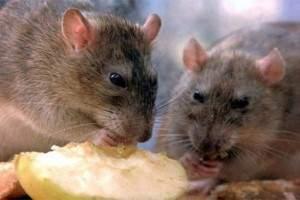 Información sobre las ratas y ratones: diferencias, especies, que comen