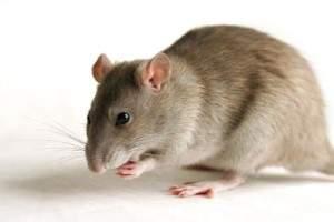 Cómo terminar con las ratas en casa: remedios, venenos para exterminar ratones