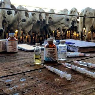 MALTRATO: Granjas de sangre de yeguas embarazadas