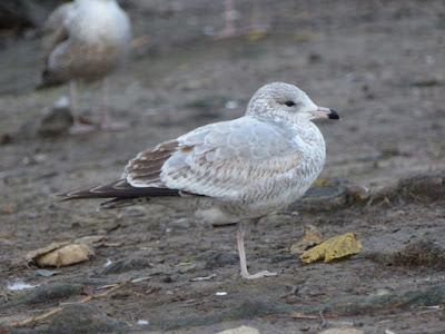 Una visitante americana