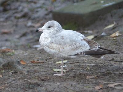 Una visitante americana