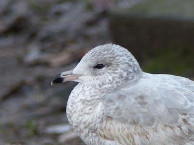 Una visitante americana