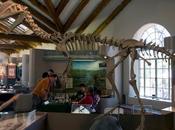 Paleoficha: Dilophosaurus wetherilli