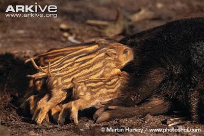 Cuantos más jabalíes se cazan, más aumentan sus poblaciones
