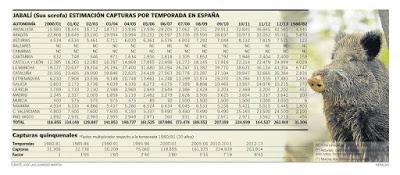 Cuantos más jabalíes se cazan, más aumentan sus poblaciones