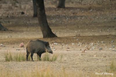 Cuantos más jabalíes se cazan, más aumentan sus poblaciones