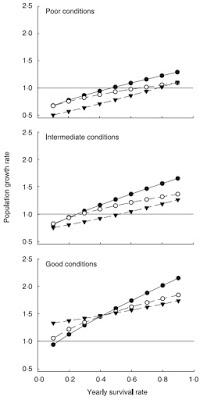 Cuantos más jabalíes se cazan, más aumentan sus poblaciones