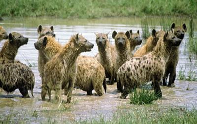 Hienas.