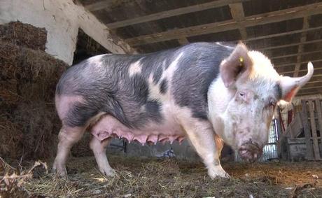 La fiesta de Santo Tomás, 21 diciembre en San Sebastián.