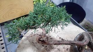Junipero chinensis semicascada : trabajando el tronco