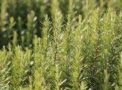 Romero para aliviar dolor cabeza