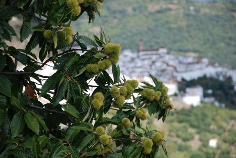 Conservación de la biodiversidad y los ecosistemas terrestres: ODS 15 Conservación de la biodiversidad y los ecosistemas terrestres: ODS 15