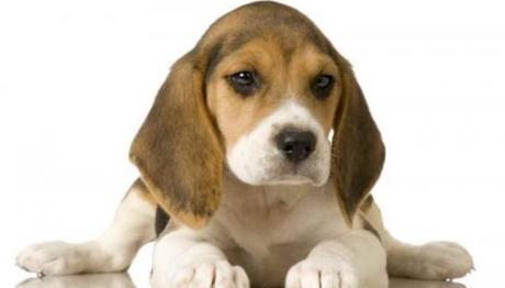 Comportamiento De Los Perros Beagle