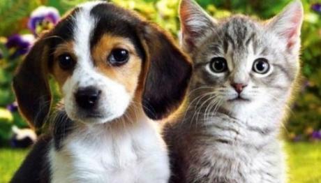 Los Perros Beagle y los gatos