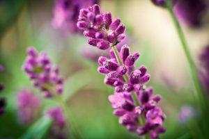 Eliminar el estrés con lavanda, valeriana y manzanilla