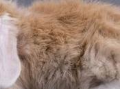 conejo Belier Orejas Blancas. espectacular!