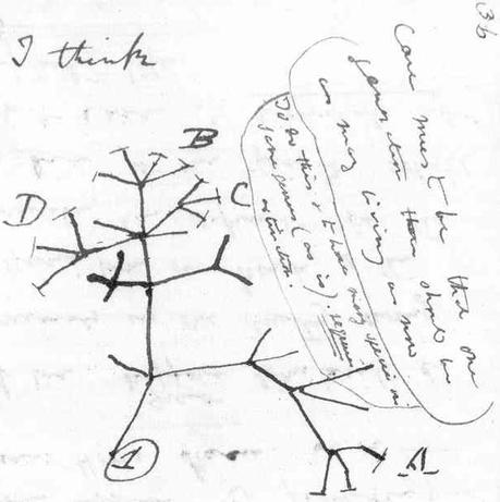 Resultado de imagen de tree of life evolution