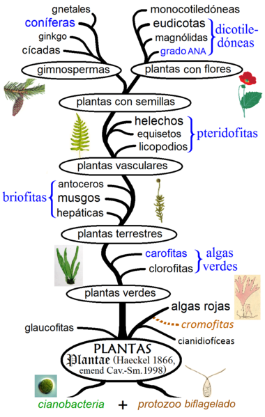 File:Filogenia vegetal.png