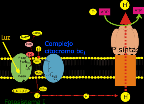 Fotosíntesis: introducción y fotosíntesis anoxigénica