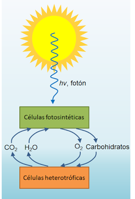 Fotosíntesis: introducción y fotosíntesis anoxigénica