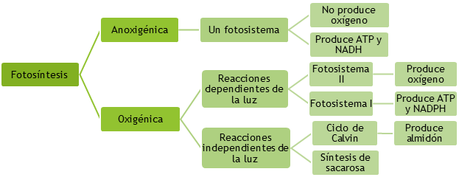 Fotosíntesis: introducción y fotosíntesis anoxigénica