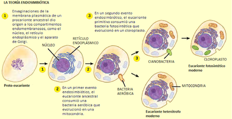 Cloroplastos: origen y función Cloroplastos: origen y función