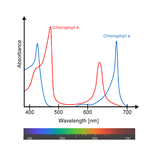 Cloroplastos: origen y función Cloroplastos: origen y función