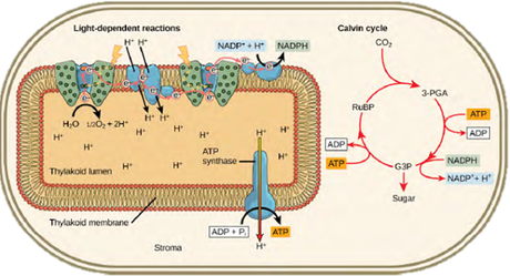Cloroplastos: origen y función Cloroplastos: origen y función