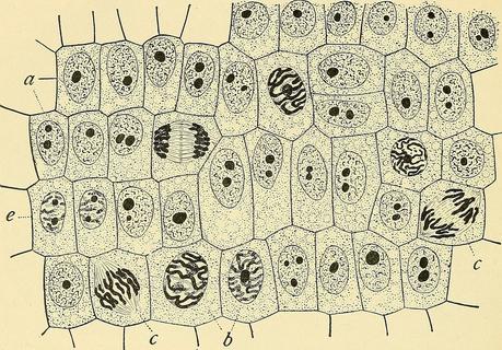 La teoría celular: los orígenes
