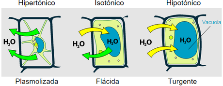 La membrana celular La membrana celular