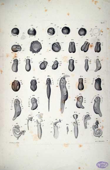 Consolidando la teoría celular