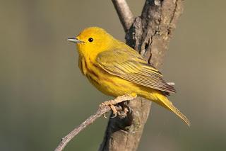 Leyendo un artículo científico Leyendo un artículo científico