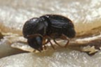 Leyendo un artículo científico Leyendo un artículo científico