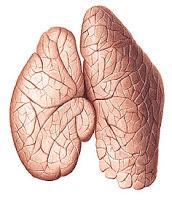 Una Célula Estromal Generaría la Contracción y Degeneración del Timo