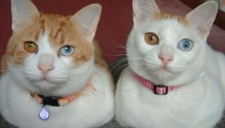 Gatos con ojos diferentes