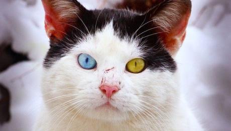 Cambio en los ojos de los gatos
