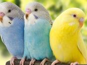 Consejos Para Logres Tener Periquito Casa