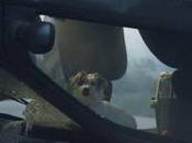 PARA MASCOTA AFFINITY ONLINE: para Face