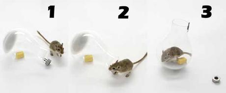 Cómo atrapar un ratón pequeño en casa sin matarlo ni hacerle daño
