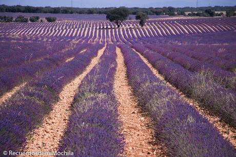 brihuega lavanda