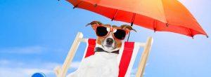 Cómo proteger a las mascotas del sol