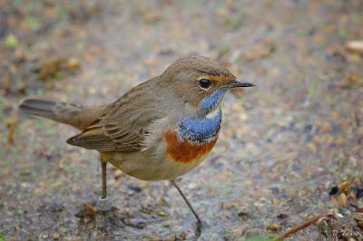 Fotonatura XIX: Ruiseñor pechiazul Fotonatura XIX: Ruiseñor pechiazul