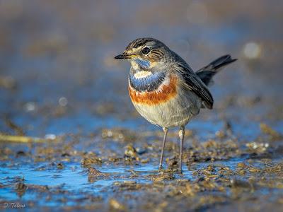 Fotonatura XIX: Ruiseñor pechiazul Fotonatura XIX: Ruiseñor pechiazul