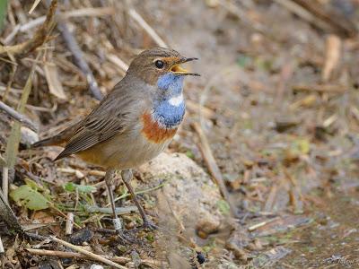 Fotonatura XIX: Ruiseñor pechiazul Fotonatura XIX: Ruiseñor pechiazul