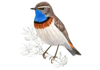 Fotonatura XIX: Ruiseñor pechiazul Fotonatura XIX: Ruiseñor pechiazul