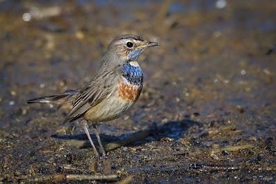 Fotonatura XIX: Ruiseñor pechiazul Fotonatura XIX: Ruiseñor pechiazul