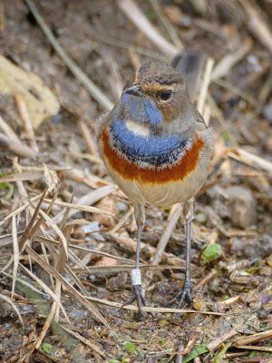 Fotonatura XIX: Ruiseñor pechiazul Fotonatura XIX: Ruiseñor pechiazul